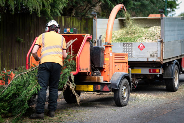 Best Tree Trimming and Pruning  in Edgewood, OH